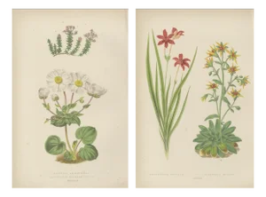 Bell, Alpine Botanical Illustrations of Anomatheca and Saxifrage, 1874, Lithographs, Set of 2