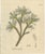 Antique Tragacanth Botanical Print, Astragalus Verus, c.1831 This striking botanical engraving depicts Astragalus verus,...