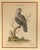 A hand tinted German engraving of a bird by Johann Sebastian Leitner. Der Scharlach Lory in a simple round wooden frame...