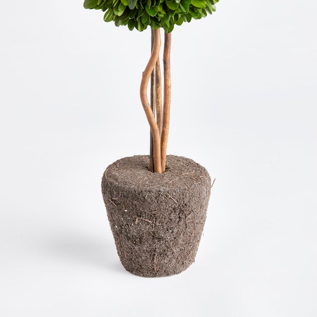 English Boxwood Single Sphere Topiary Drop-In 16" For Sale - Image 3 of 4
