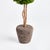 English Boxwood Single Sphere Topiary Drop-In 16" For Sale - Image 3 of 4