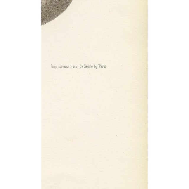 Hirschfeld and Leveille, Vagus and Sympathetic Nerves of the Trunk, 1866, Paper For Sale - Image 9 of 12