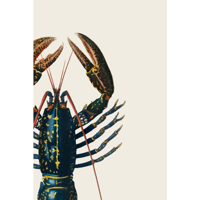 Not Yet Made - Made To Order Crimson Crawfish Antique Illustration, Vintage Marine Art Print Reproduction, 24″ × 36″ For Sale - Image 5 of 8