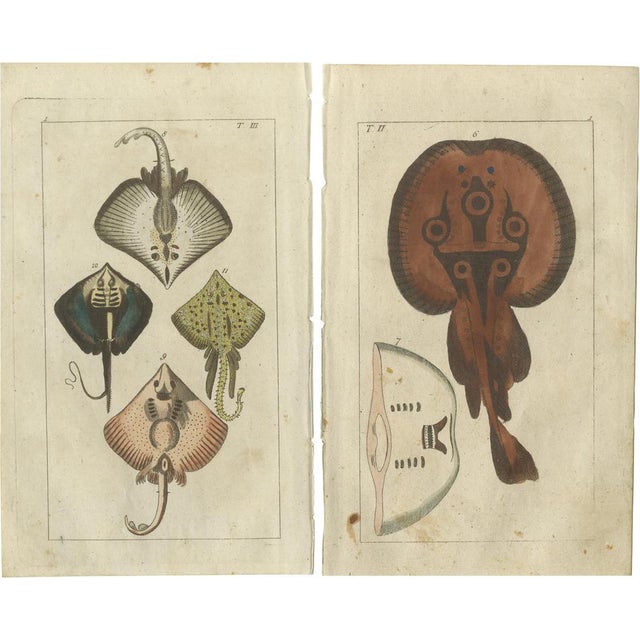 G. T. Wilhelm, Fish: Common Torpedo Ray, Skate, Stingray, 1832, Prints, Set of 2 For Sale