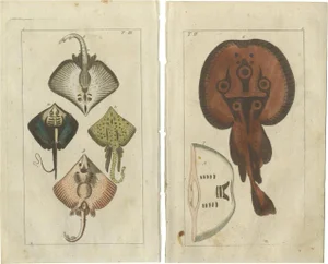 G. T. Wilhelm, Fish: Common Torpedo Ray, Skate, Stingray, 1832, Prints, Set of 2