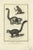 Diderot, A Vari, Mongoose and Lori, 1774, Print For Sale - Image 6 of 6