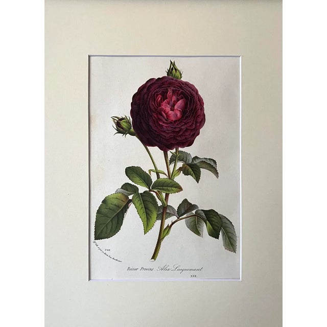 A beautiful original antique French floral botanical color lithograph by Van Houtte circa 1850 from a series titled "The...