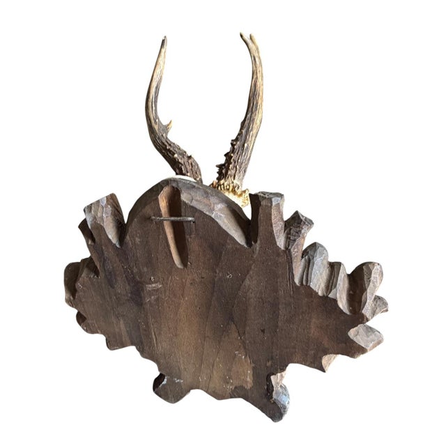 Cabin Roe Deer Trophy 160 Black Forest Antlers For Sale - Image 3 of 5