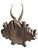 Cabin Roe Deer Trophy 160 Black Forest Antlers For Sale - Image 3 of 5