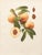 Paper 1900s U. P. Hedrick, Original Antique Photogravure of Gold Drop Peaches For Sale - Image 7 of 7