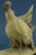 20th Century Art Nouveau Group of Turkeys and Rooster by Guido Cacciapuoti, Italy, 1920s-1940s For Sale - Image 12 of 18