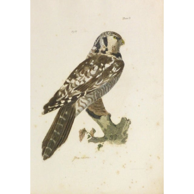 Mid 19th Century Antique 1850s Bird of Prey Engraving Print For Sale - Image 5 of 5