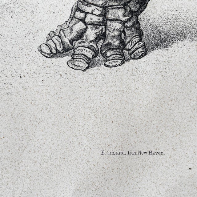 Printmaking Materials 1883 Lithograph Reproduction of Dinocerata From the Yale Paleontology Department For Sale - Image 7 of 8