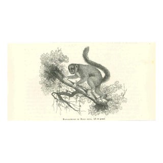 Paul Gervais, Hapalemure ou Maki Gris, 1854, Lithograph For Sale