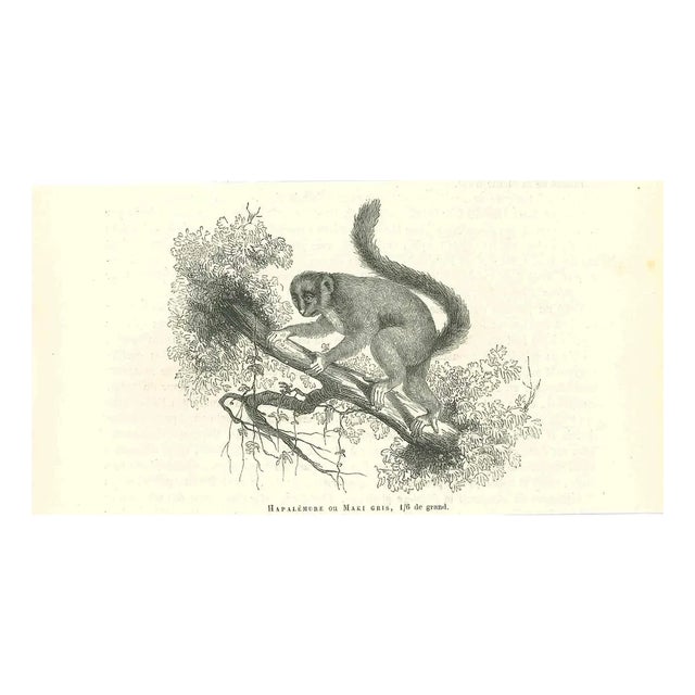 Paul Gervais, Hapalemure ou Maki Gris, 1854, Lithograph For Sale