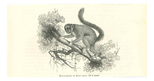Paul Gervais, Hapalemure ou Maki Gris, 1854, Lithograph