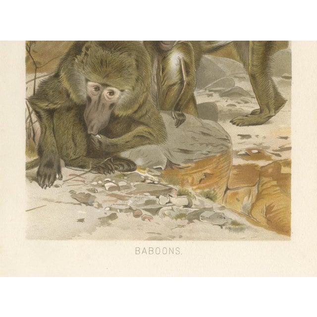 Paper After Wilhelm Kuhnert, Baboons, 1894, Paper For Sale - Image 7 of 9