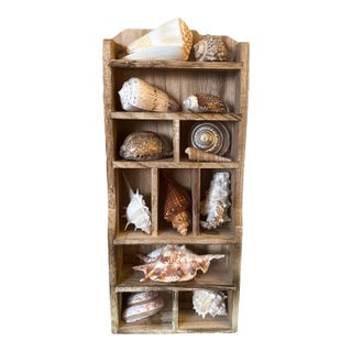 Vintage Wooden Shadow Box Display With Collected Seashells For Sale