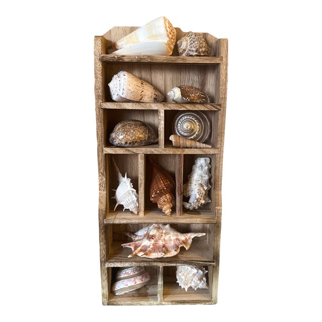 Vintage Wooden Shadow Box Display With Collected Seashells For Sale