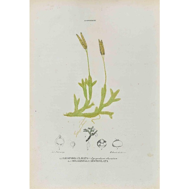 Lithograph hand watercolored. Plate from "Atlante di Botanica popolare ossia Illustrazione di Piante Notevoli di ogni...