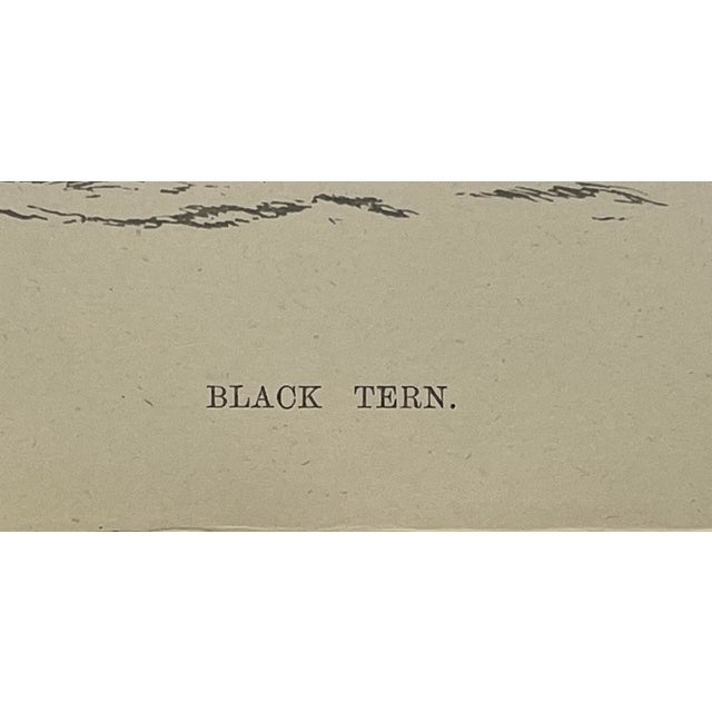 Cream Antique Hand Tinted Bird Print From England Featuring a Black Tern - Circa 1888 For Sale - Image 8 of 10