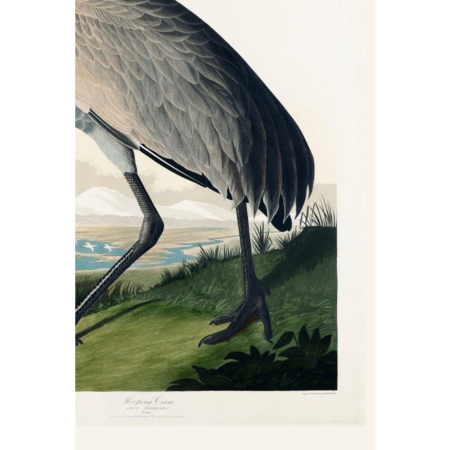 Black Whooping Crane, Vintage Art Print Reproduction From Birds of America by John James Audubon, 40" X 60" For Sale - Image 8 of 8