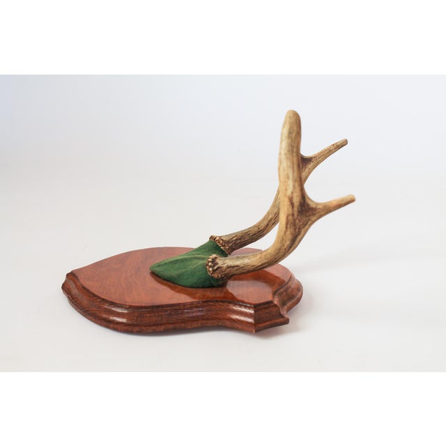 Farmhouse Vintage Four Point Whitetail Deer Antler Plaque For Sale - Image 3 of 7