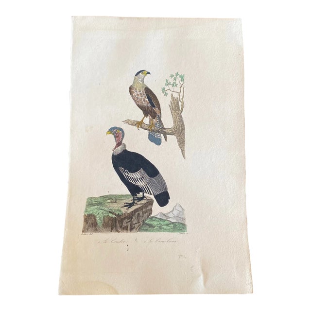 French Antique 18th Century Bird Engraving Hand Colored Signed Artwork For Sale