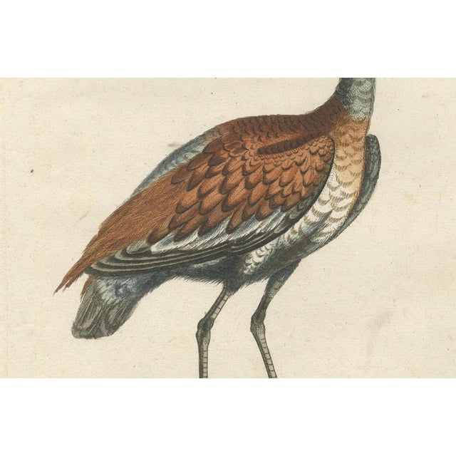 Seligmann, Brown and Ash-Colored Crane, 1770, Hand-Colored Engraving For Sale - Image 5 of 7