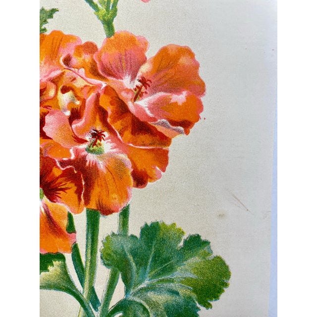 Late 19th Century Antique Botanical Print From England Featuring a Vibrant Orangish Red Empress of India Flower With Green Foliage - Circa 1892 For Sale - Image 5 of 10