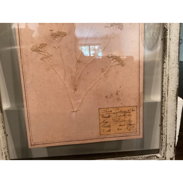 Beige Restoration Hardware Framed Botanical Pressings, Set of 2 For Sale - Image 8 of 8
