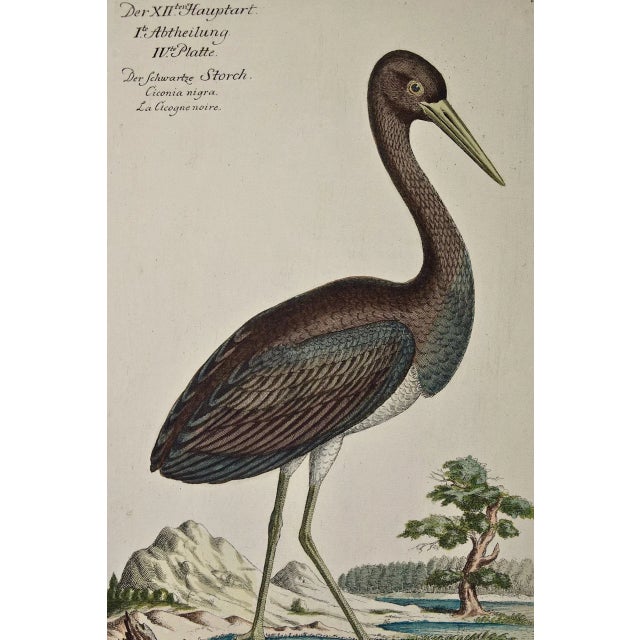 Realism Black Stork, "Ciconia Nigra": An 18th Century Hand-Colored Frisch Engraving, 1733 For Sale - Image 3 of 5