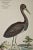 Realism Black Stork, "Ciconia Nigra": An 18th Century Hand-Colored Frisch Engraving, 1733 For Sale - Image 3 of 5