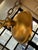 Julie Neill for Restoration Hardware Talia Round Chandelier, Gilt For Sale - Image 11 of 12