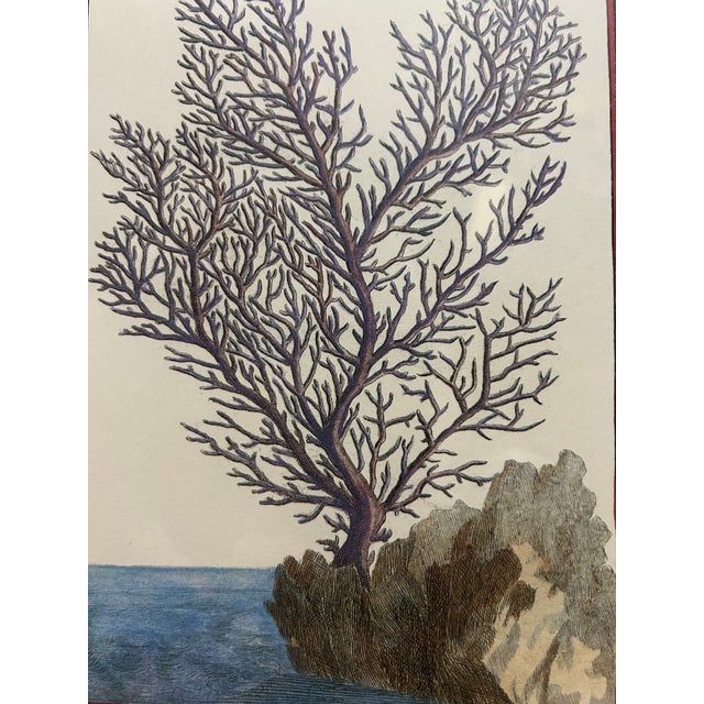 Printmaking Materials Early 20th Century Hand Colored Tree Engraving For Sale - Image 7 of 9