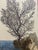 Printmaking Materials Early 20th Century Hand Colored Tree Engraving For Sale - Image 7 of 9