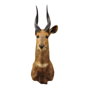 Vintage African Cape Bushbuck Taxidermy Shoulder Mount Cabin Wall Decor