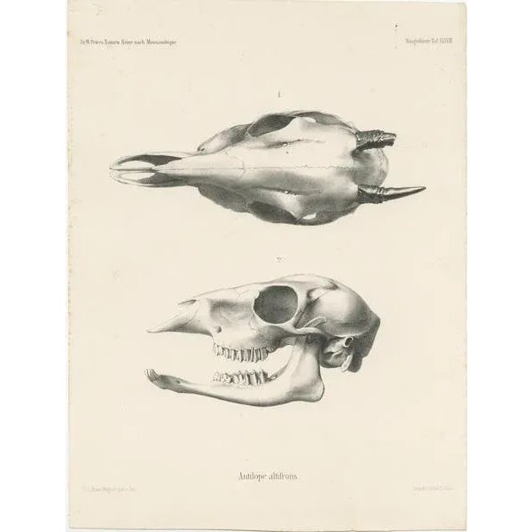 Wilhelm C.H. Peters, Illustrations of Antelope Skulls, Prints, Set of 4 For Sale - Image 5 of 6