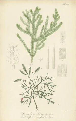 Blume, Botany Illustration of Dacrydium Elatum and a Podocarpus Species, 1847, Print