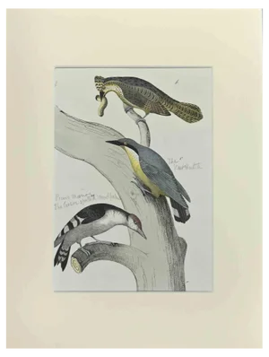Johann Friedrich Naumann, Three Birds on a Tree, Etching, 1840