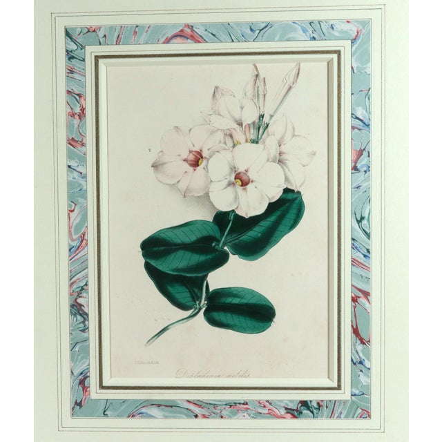 Antique Botanical Prints by Sir Joseph Paxton From the Magazine of Botany For Sale - Image 10 of 16