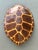 Plastic Vintage Monumental Faux Tortoise Shell For Sale - Image 7 of 13