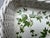Vintage White Faux Wicker Green Ivy Vine Serving Tray For Sale - Image 11 of 18