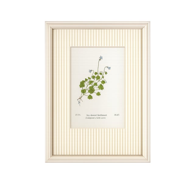 Traditional Set of Four Antique Alpine Botanical Chromolithographs in Custom Frames Circa 1909 , Set A For Sale - Image 3 of 6