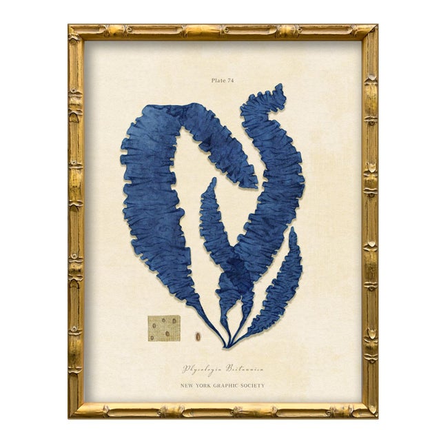 2020s Set of 4 Vintage Blue Seaweed Art Print Reproductions (Set of All 4) Framed For Sale - Image 5 of 7