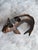This is a beautiful Japanese solid copper Koi fish figurine. It serves as an Ikebana flower holder with two removable...