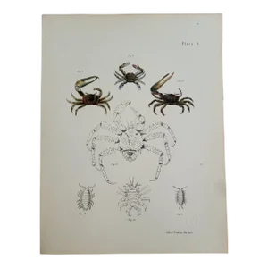 Antique Hand Colored Crab Lithograph, Coastal Home