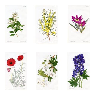 Vintage Botanical Prints, Curtis's Botanical Magazine, Set of 6, 1970, England For Sale