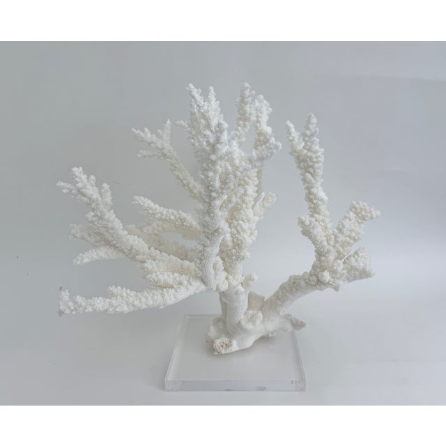 Massive Natural Branch Coral Specimen on Acrylic Base For Sale In Los Angeles - Image 6 of 7