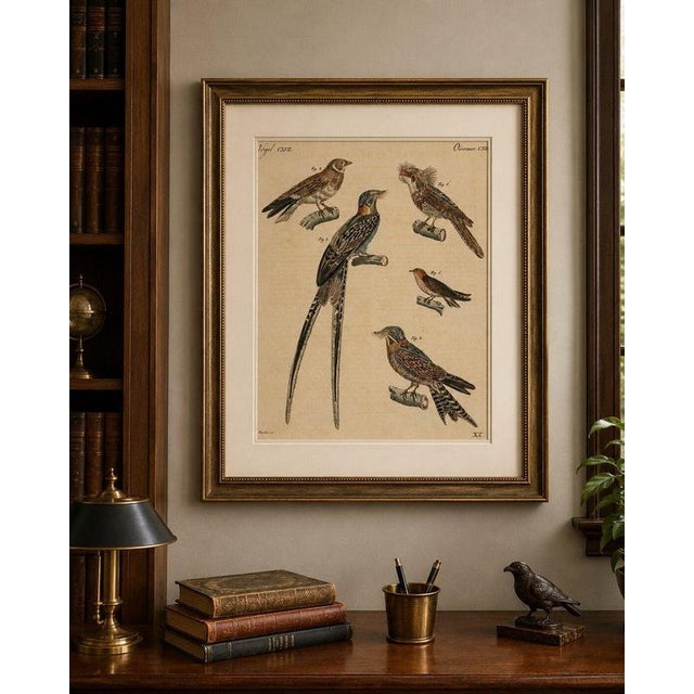 Copper Bertuch, Bird Swallow & Nightjars, 1800, Engraving For Sale - Image 8 of 9